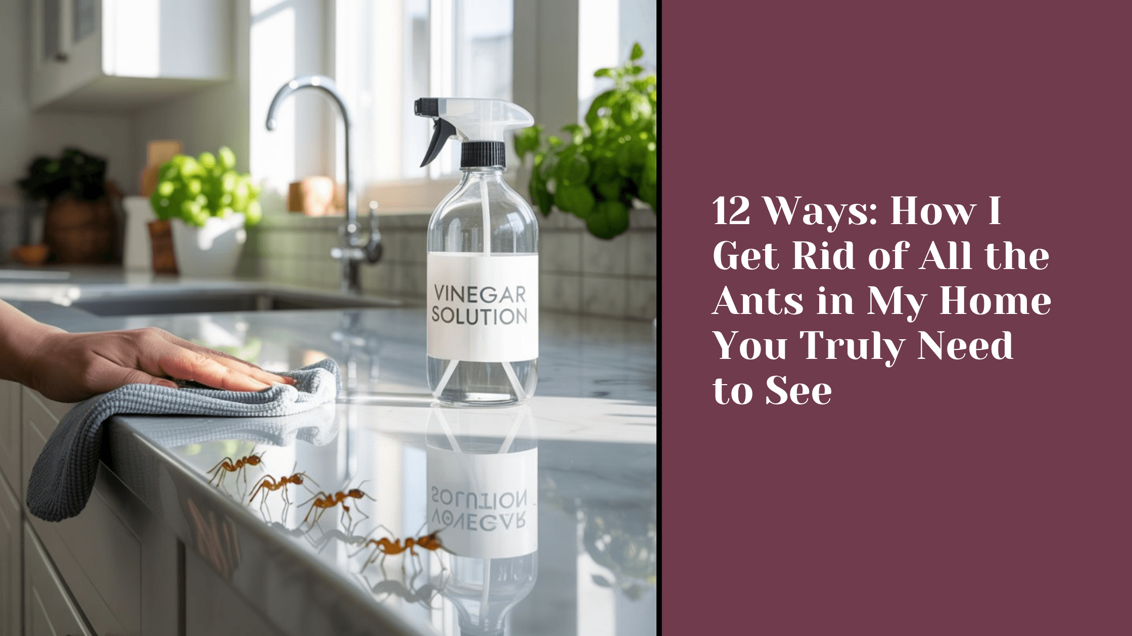 12 Ways: How I Get Rid of All the Ants in My Home You Truly Need to See